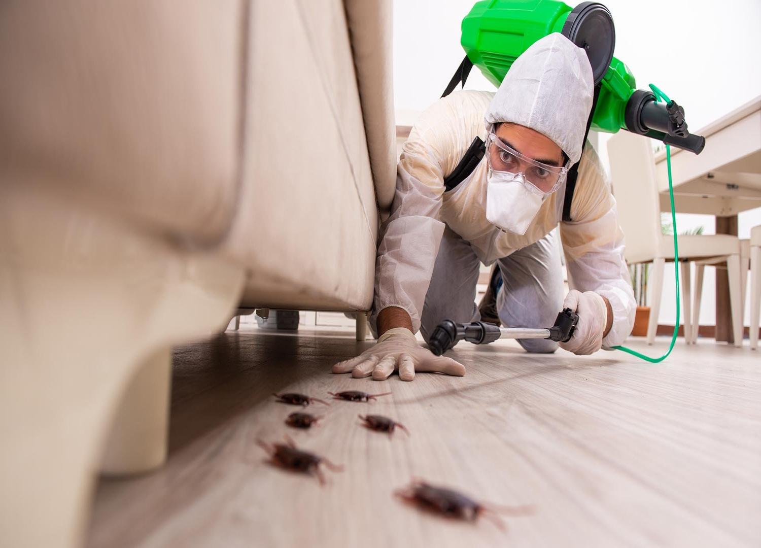 شركة مكافحة حشرات بعفيف 0534158475