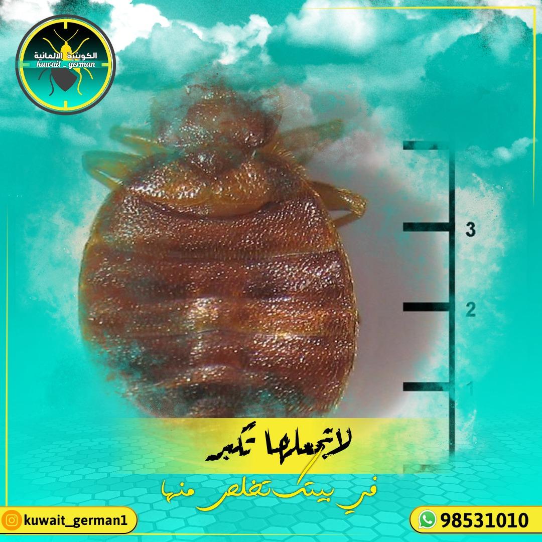 مكافحة حشرات الكويت 97923973