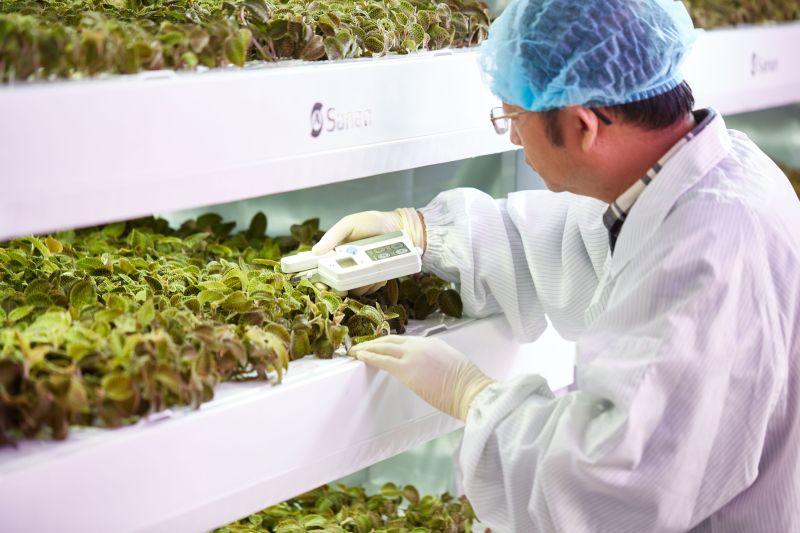 مدير ابتكار الإنتاج الزراعي – Hydroponics وIndoor Farming