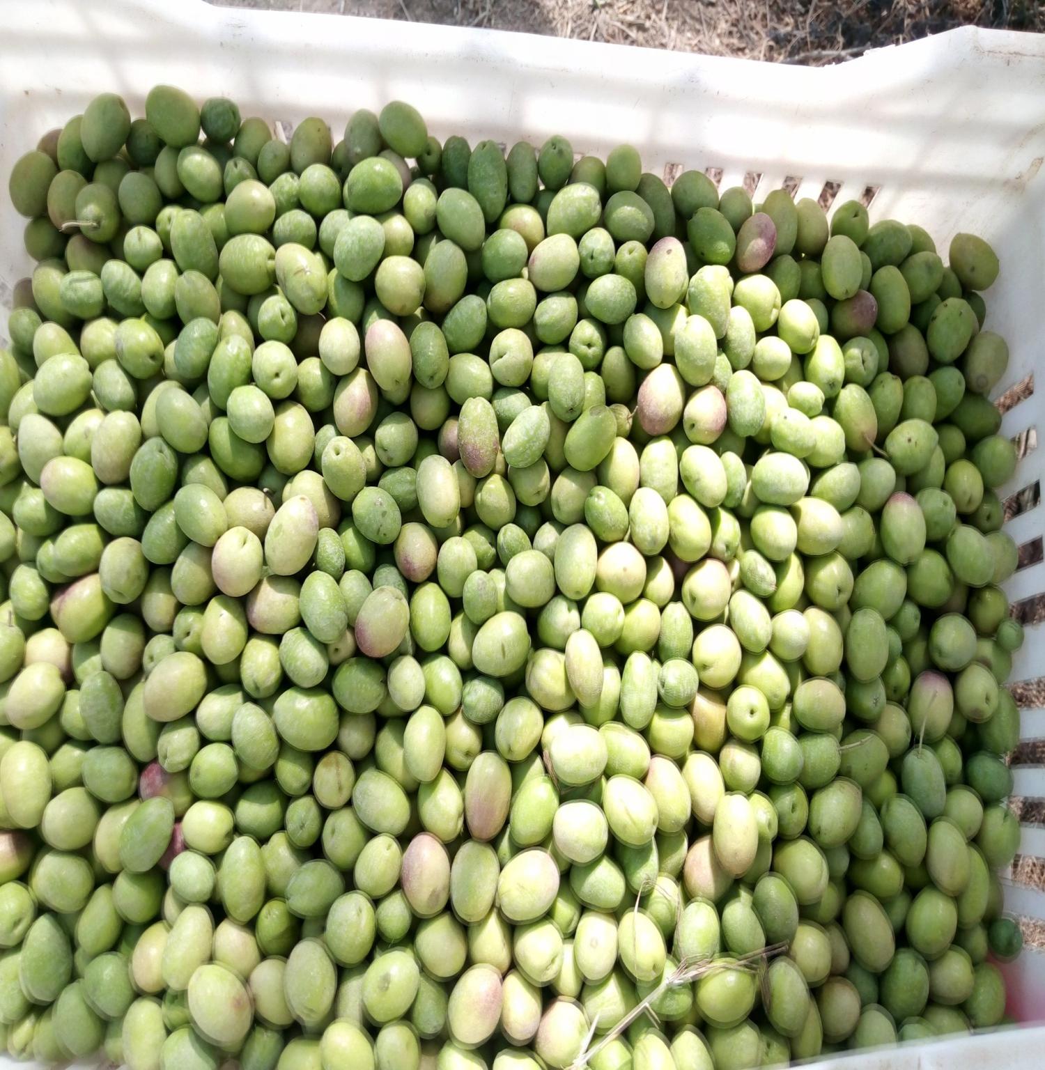 زيت زيتون اصلي نقي 100% للطلب 01011634412