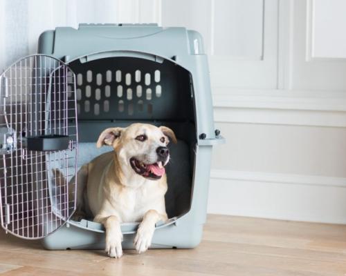 Reliable Dog Shippers for Safe & Stress-Free Pet Transport
