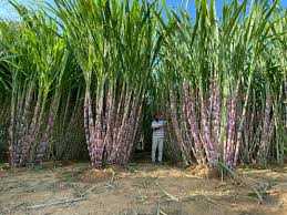 سكر الغيث اختيارك الأول